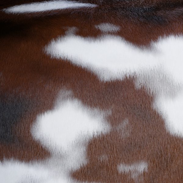 Cow Skin Material Library (Procedural)