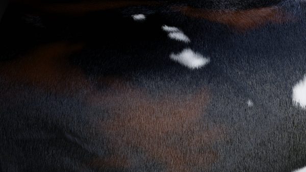 Cow Skin Material Library (Procedural) - Image 2