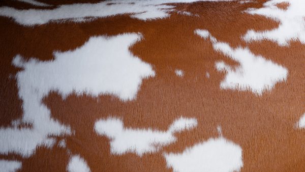 Cow Skin Material Library (Procedural) - Image 5