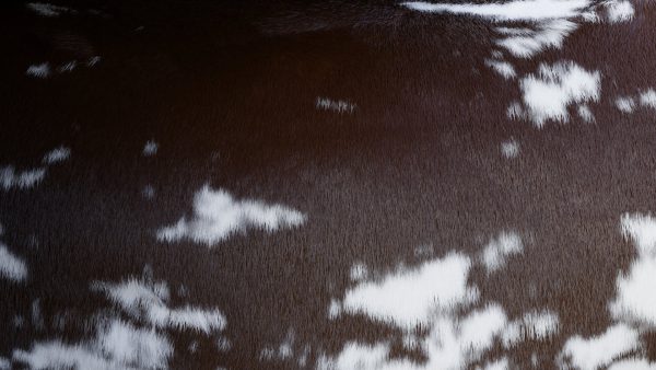 Cow Skin Material Library (Procedural) - Image 7