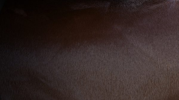 Cow Skin Material Library (Procedural) - Image 8